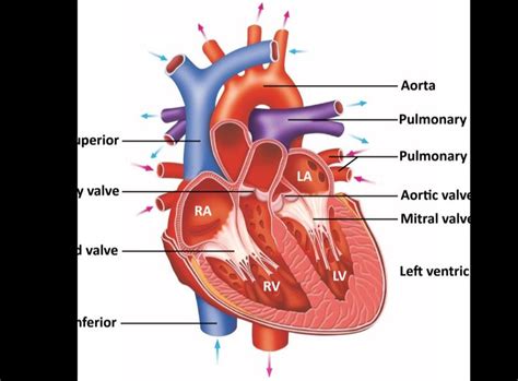 lv function of heart|what is the function and anatomy of left ventricle.